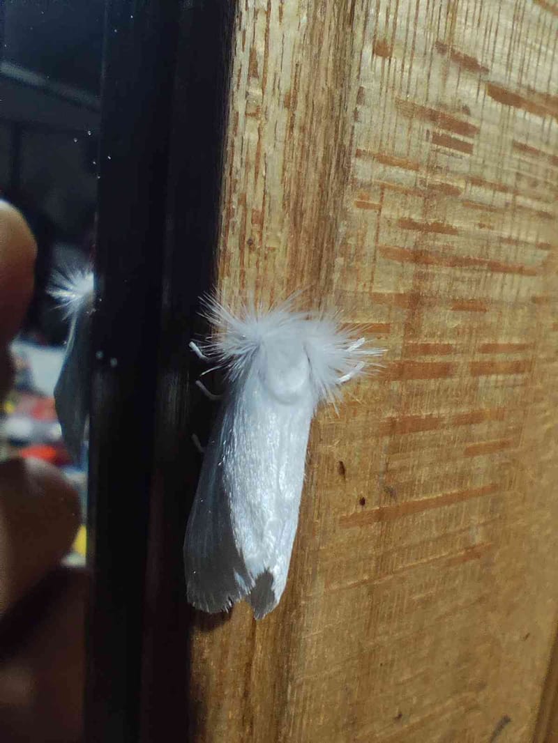 Polilla Acraga - Acraga coa